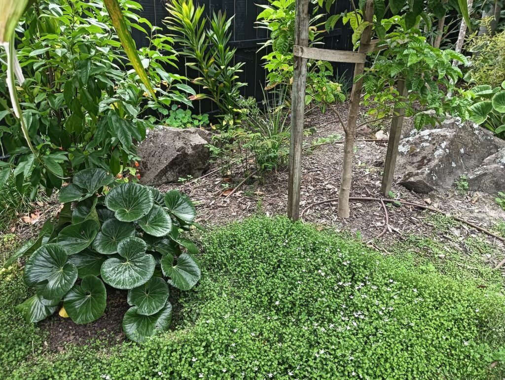 Planting Titirangi