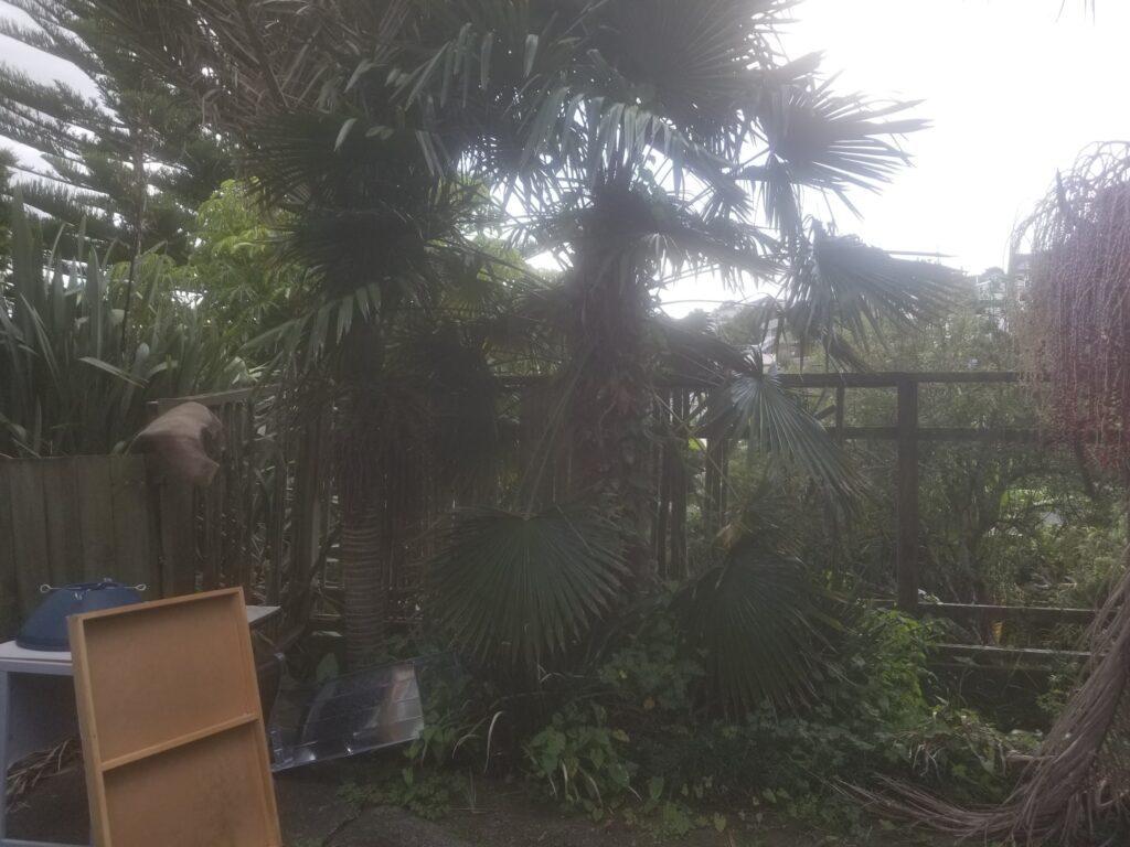 Before general rubbish ovegrown vines and weeds and a broken fence