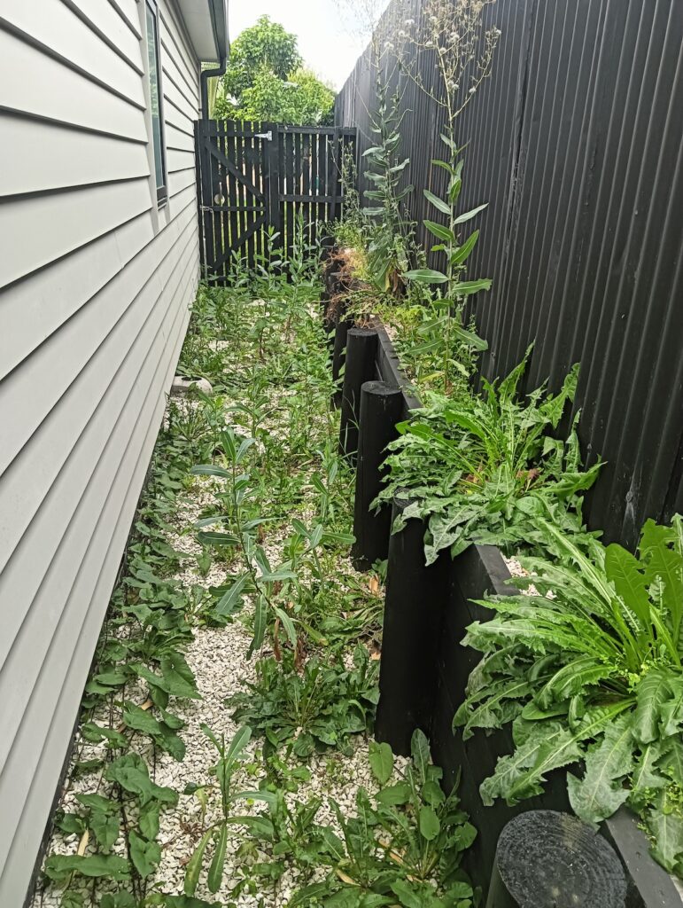 Before - weeds everywhere