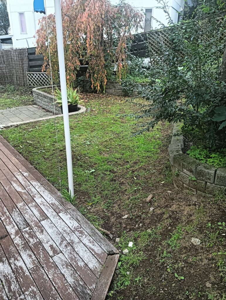 Before Tired lawn and self seeded overgrown plants