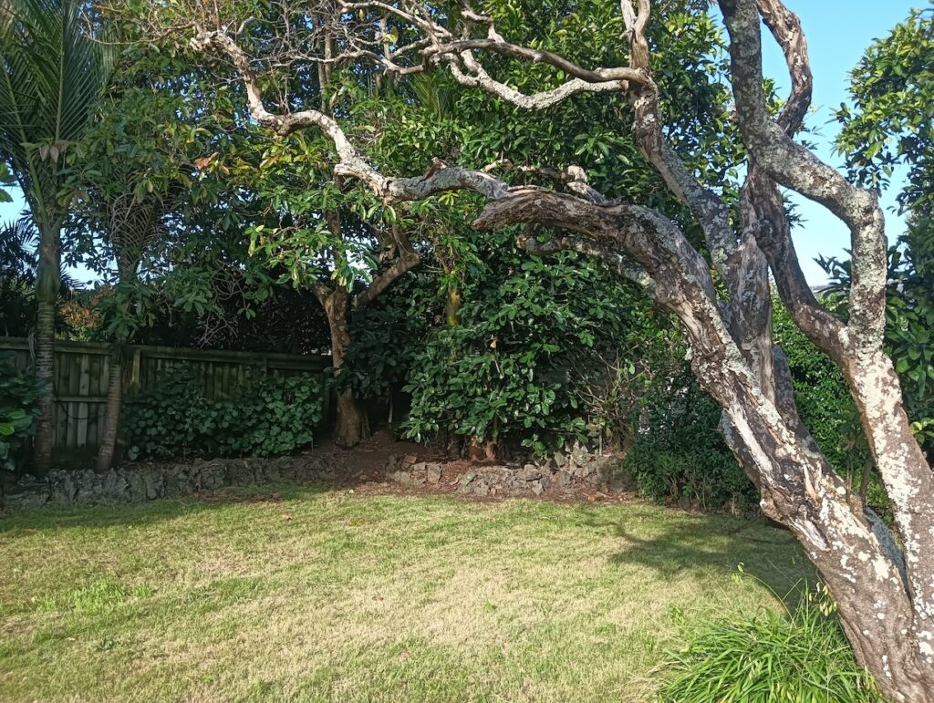 tree framing all our hard work tidying the back garden and lawn
